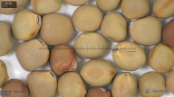 column seed