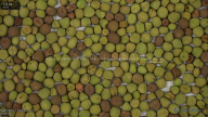 column Seed