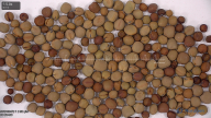 column seed