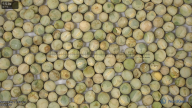 seed