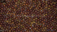seed