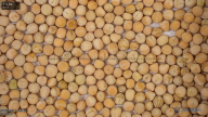 column Seed