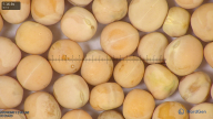 column seed