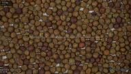 seed