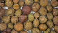 column seed