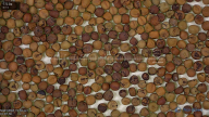 seed