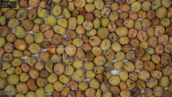 seed