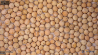 seed