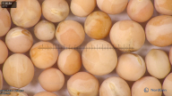 column seed