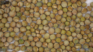 seed