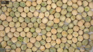 column seed