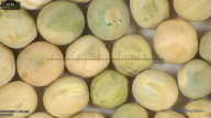 column seed