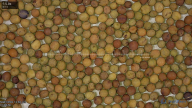 seed
