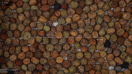 seed