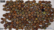 column seed