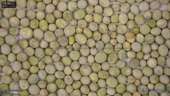 seed