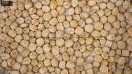seed