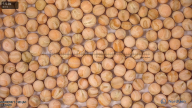column seed