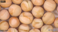 column seed