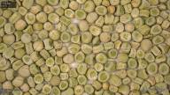 seed