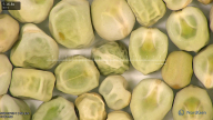column seed