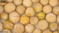 column seed