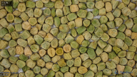 seed