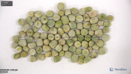 seed