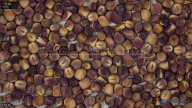 seed