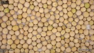 seed