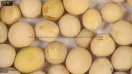 column seed