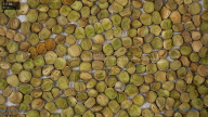 seed