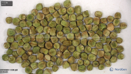 seed