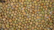 seed