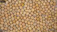 seed