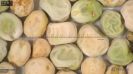 column seed