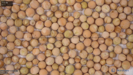 column seed