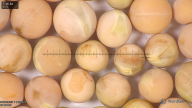 column seed