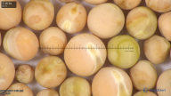 column seed