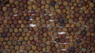 column seed