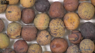 column seed