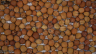 seed