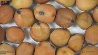 column seed