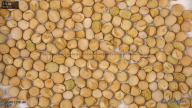 seed
