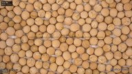seed