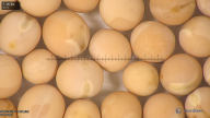 column seed