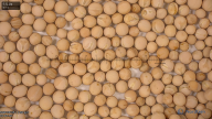 seed