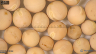 column seed