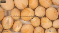 column seed