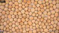 seed